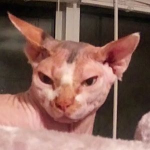 Meet your Posher, Aspen